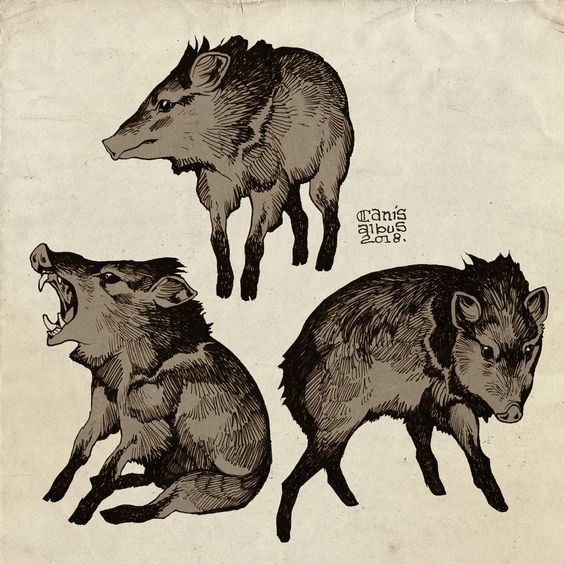 the image is an ink drawing of a javelina in three different poses. the top javelina is facing to the left, the middle javelina is facing forward with its mouth open, and the bottom javelina is facing to the right. the drawing is done in a vintage style and has the look of an old sketch.  there is a signature "canis albus 2018" written on the right side. the background appears to be old paper.