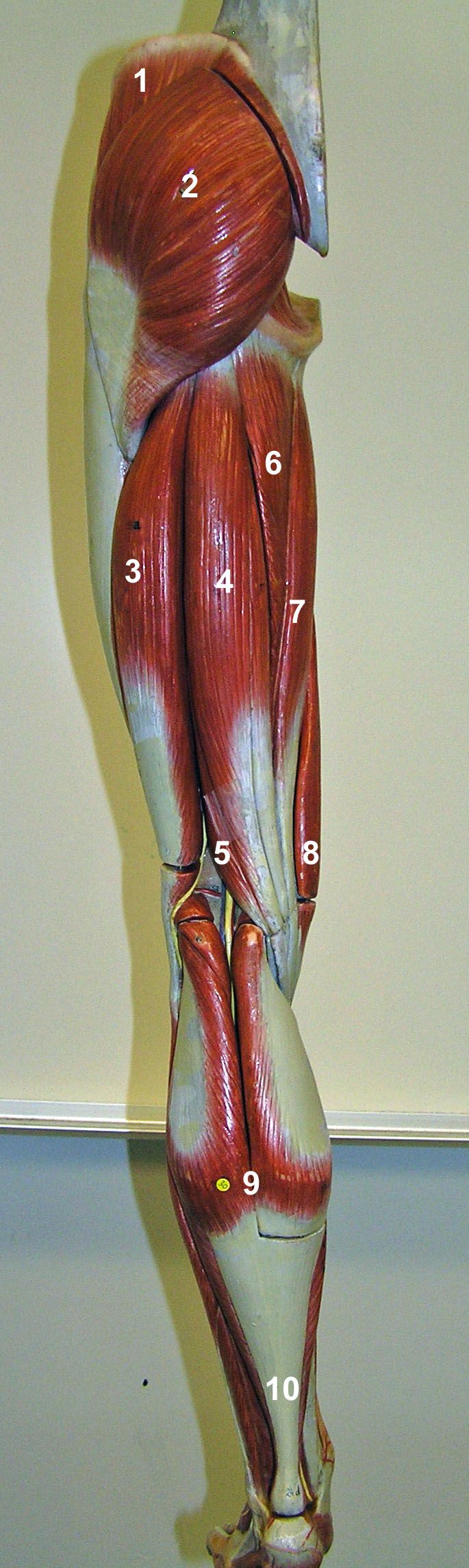 the image shows a detailed anatomical model of a human leg, focusing on the muscular system. the model is made of plastic or a similar material, with different colors used to highlight the various muscles. it is positioned against a plain, light background, likely in a classroom or laboratory setting. the leg is shown from a lateral (side) perspective, extending from the upper thigh down to the foot. numbered labels are placed on specific muscles and tendons, indicating points of interest for study.