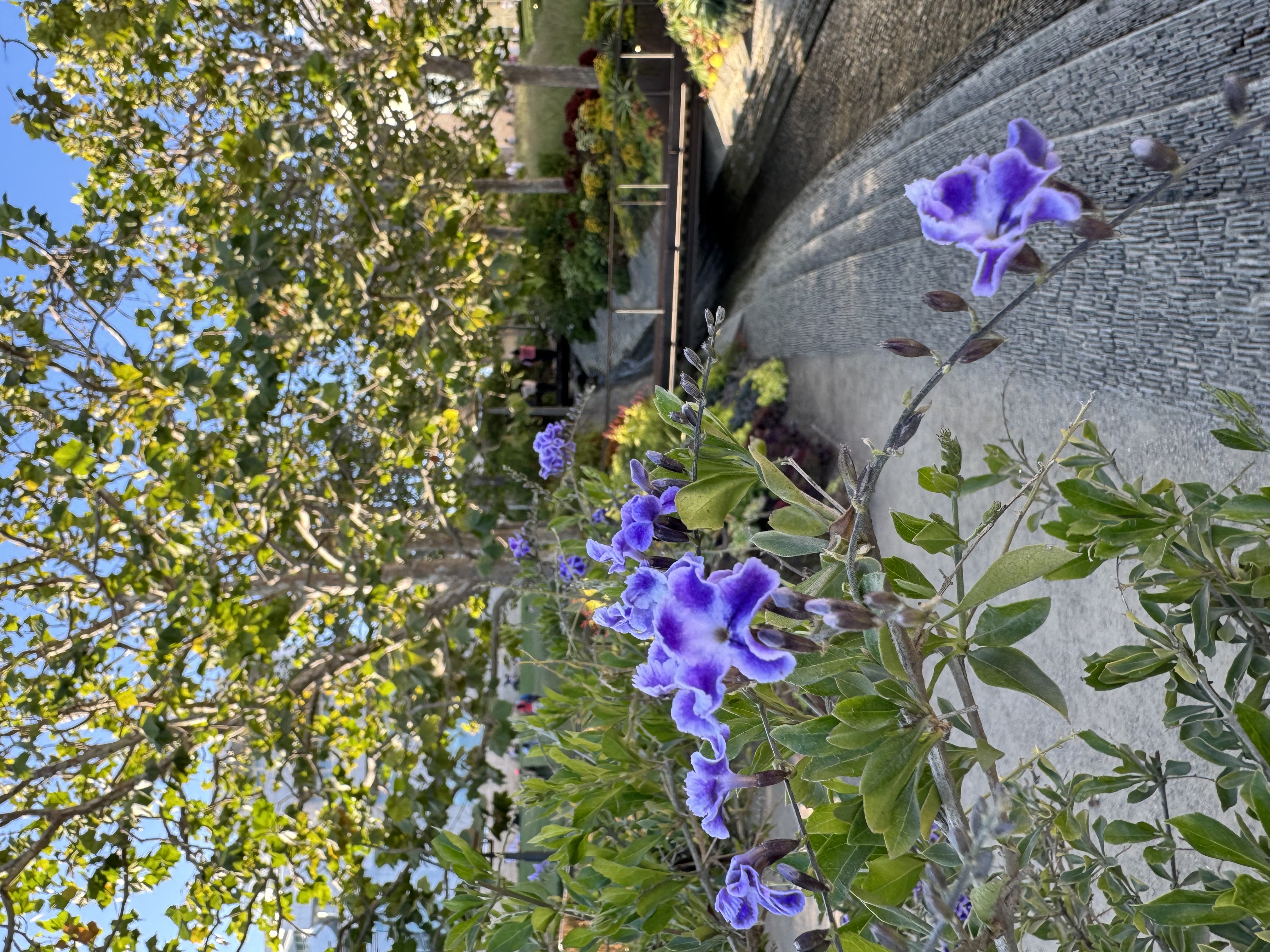 a stream of water flows over a bed of rocks, spanned by a wooden bridge. lush green trees line the path, adorned with vibrant purple flowers in full bloom. the scene is bathed in warm, natural sunlight, creating a serene and inviting atmosphere.
