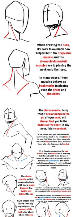 the image is an instructional diagram for artists, focusing on the anatomy of the neck. it uses simplified sketches of human figures to illustrate the placement and function of the trapezius and sternocleidomastoid muscles in drawing. text annotations explain how these muscles influence the neck's appearance in various poses and how to accurately depict them.