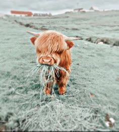 a closeup shot of a brown highland cow calf standing in a field of grass. the calf is eating grass and looking at the camera. the background is blurred and the image has a soft, dreamy feel.  the calf is very cute and adorable.  the image is taken in the daytime, outside.