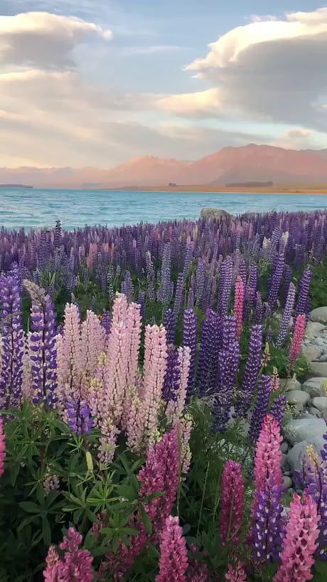 a field of colorful lupins in bloom, stretching alongside a lake with a mountain range in the background. the image is bathed in the soft, warm light of a setting sun.