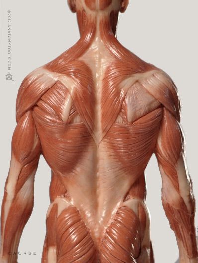 the image displays a detailed anatomical model of a human male torso, focusing on the intricate musculature of the back. the model is meticulously sculpted, showcasing the various muscle groups, tendons, and bony landmarks with lifelike accuracy. the neutral background and soft lighting further emphasize the anatomical details.