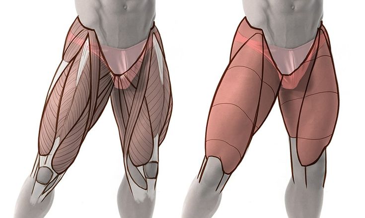 the image shows two sketches of male legs from the front view. the sketch on the left shows a detailed representation of the leg muscles, while the sketch on the right highlights specific muscle groups in a reddish tone, likely for educational purposes. the background is white, and the lighting is even.