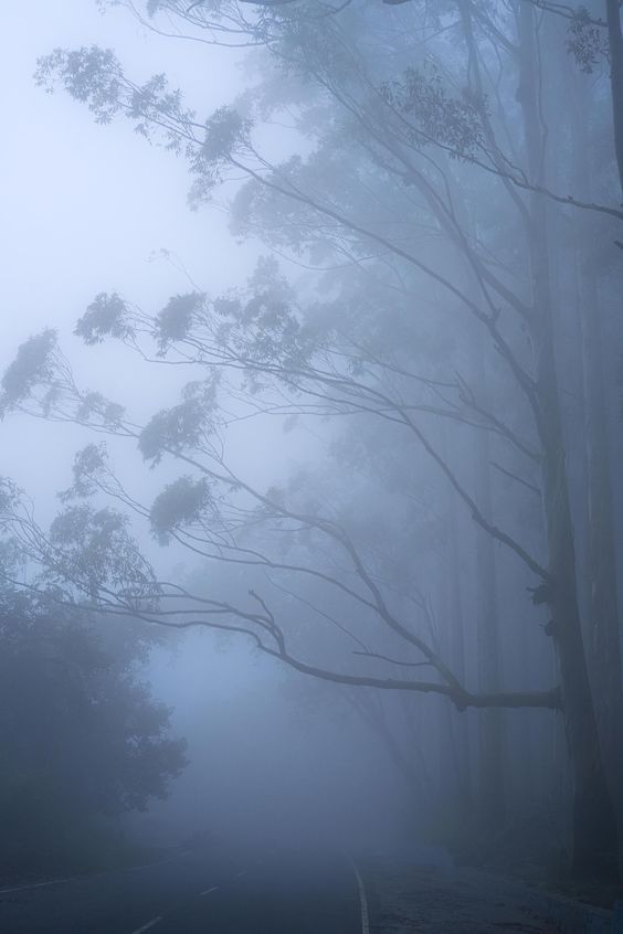a foggy road curves gently through a forest of tall, slender trees. the fog is thick and obscures the distance, creating a sense of mystery and tranquility. the trees are mostly silhouetted against the fog, with their branches reaching out like ghostly fingers. the overall palette is cool and muted, with shades of blue, gray, and green dominating the scene.