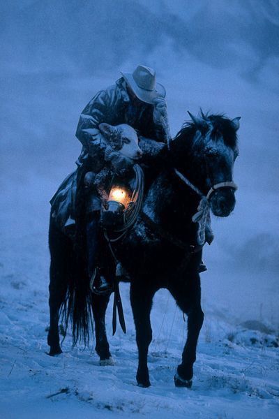 a cowboy rides a black horse through the snow, holding a calf in his arms and carrying a lit lantern.