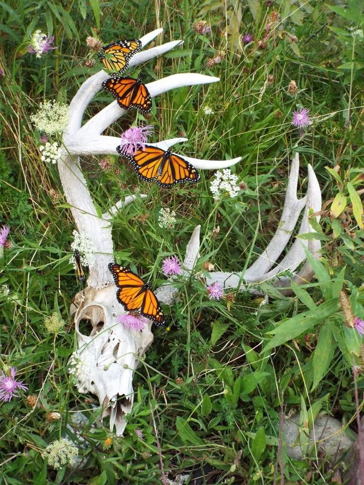 a deer skull with antlers sits in a bed of tall grass.  three monarch butterflies are perched on the antlers and another monarch is flying in the background.  the grass is green and lush, with small pink and white flowers blooming.  the scene is peaceful and serene, showcasing the beauty of nature.