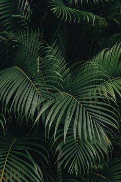 the image shows a dense cluster of palm leaves, exhibiting rich green hues. the image appears to be taken from a closeup perspective, emphasizing the intricate details and textures of the leaves. the natural daylight illuminates the scene, casting subtle shadows and highlights, which accentuates the vibrancy and depth of the green foliage.
