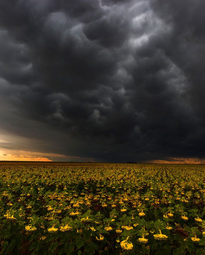 a field of sunflowers stretching out to the horizon under a dramatic sky. the sky is dominated by dark, ominous storm clouds that are lit from behind by the setting sun. the sunflowers are yellow and green, and they are silhouetted against the dark clouds. the image is a beautiful and dramatic representation of the power of nature.