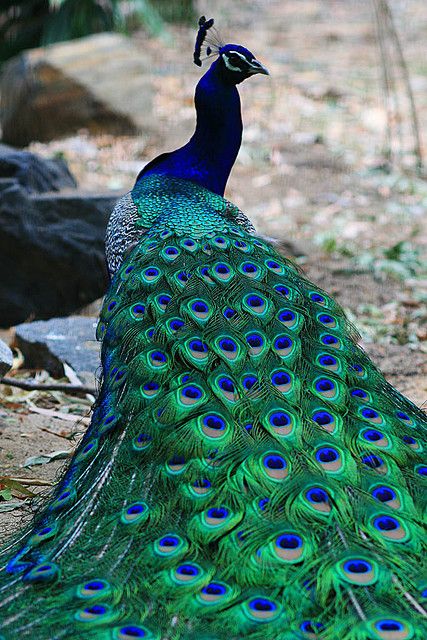 a peacock with its tail feathers fully displayed. the feathers are a vibrant green and blue with iridescent eyes. the bird is standing on a brown and gray surface.