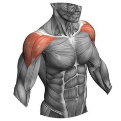 the image showcases the upper body musculature of a male figure, highlighting the pectoral muscles, deltoid muscles, and surrounding anatomy in a detailed grayscale illustration.