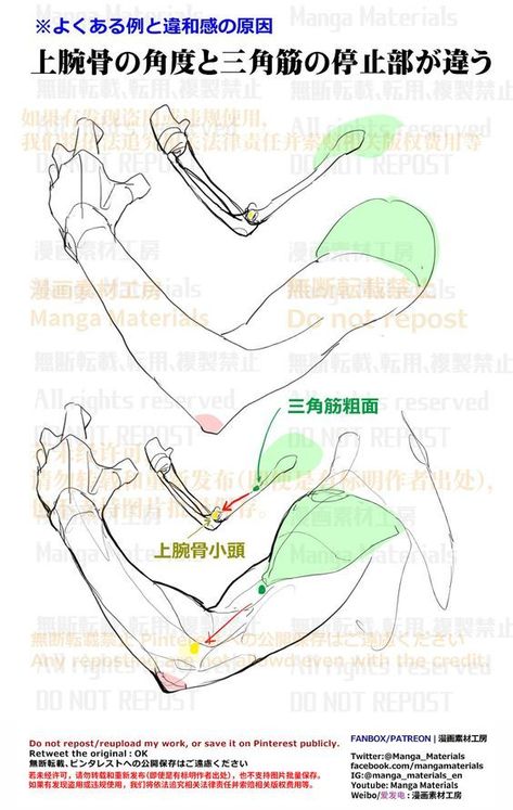 the image is an educational illustration comparing the correct and incorrect ways to draw the muscles of the upper arm. it highlights the common mistake of misaligning the deltoid muscle's insertion point with the angle of the humerus bone.  the illustration includes anatomical diagrams and annotations in japanese.content: anatomical diagrams, text in japanesepeople: no people depictedenvironment:  n/alighting:  n/aperspective:  slightly angled view kw: anatomy, art, drawing, tutorial, muscles, arm, humerus, deltoid, anatomy for artists, manga, anime, illustration, how to draw