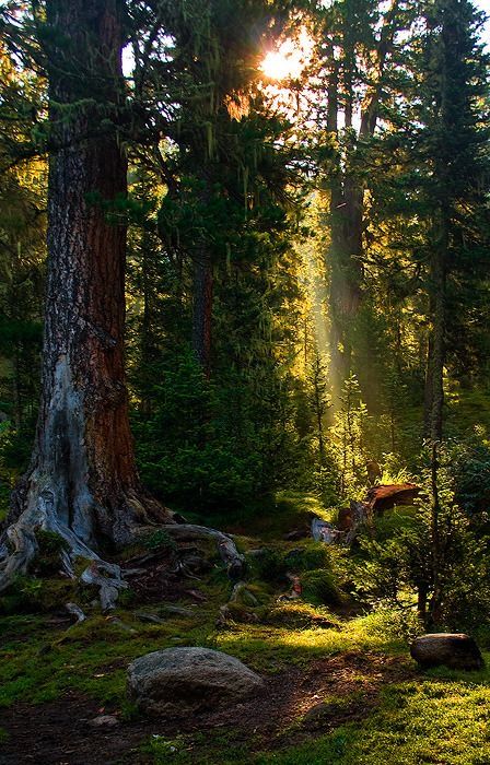 a scenic view of a dense forest with sunlight streaming through the trees. the scene is dominated by tall trees, some with thick, mossy trunks. the forest floor is covered in green moss and scattered with rocks. sunbeams filter through the canopy, illuminating patches of the ground and creating a dappled light effect. the landscape evokes a sense of tranquility and natural beauty.