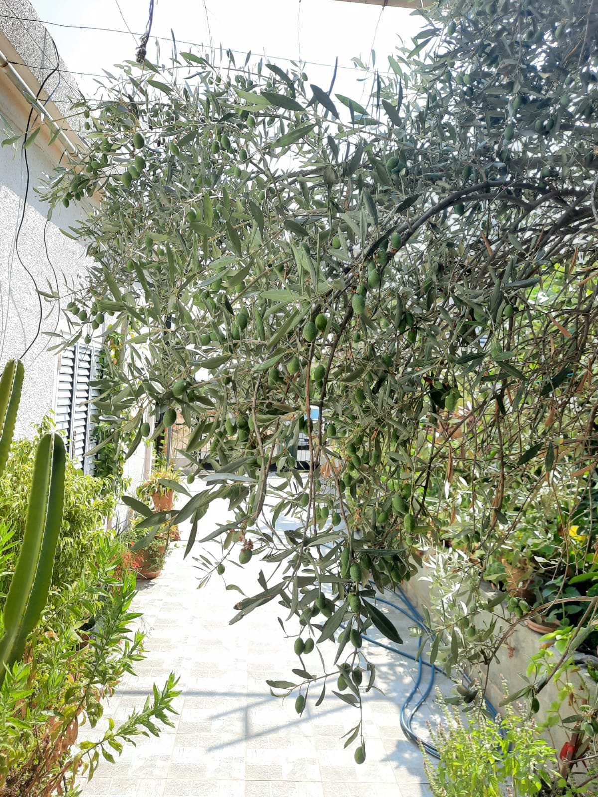the image shows a garden pathway lined with plants and an olive tree laden with green olives. the pathway is made of white tiles and leads to a house with white walls and shutters. various plants are growing in pots along the pathway, including a tall cactus. the olive tree's branches hang over the pathway, and a blue hose can be seen on the ground. the overall impression is of a lush, wellmaintained garden.