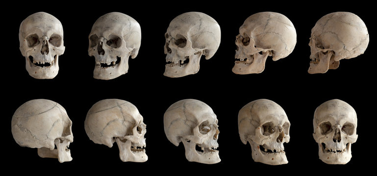 a collection of ten human skulls arranged in two rows against a black background. the skulls are shown in varying degrees of rotation, from frontal views to profile views. they appear to be part of a scientific illustration or anatomical study, highlighting the bone structure and variations in cranium shape.