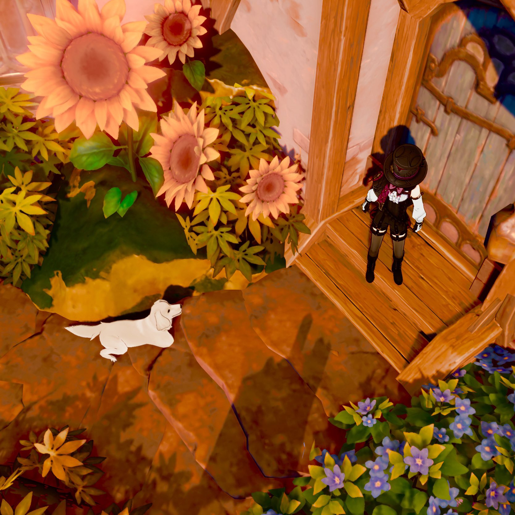 a highangle, vibrant screenshot from the video game genshin impact.  the image features an animestyle female character in a black hat and outfit standing on the wooden steps of a house. a white dog lies on a stone path nearby, surrounded by a lush garden overflowing with sunflowers and other purple flowers. the overall style is colorful and fantastical.