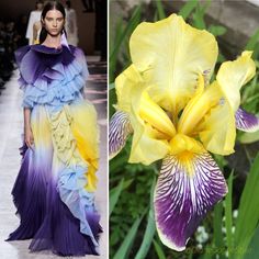 a model walks the runway in a long, purple dress with yellow and blue accents. the dress is very voluminous and has many ruffles. on the right side of the image is a yellow iris with a purple center. the iris is in focus while the model is out of focus, suggesting that the flower is meant to be the main subject of the image. the contrast between the model's dress and the flower is striking. the colors of the flower are echoed in the model's dress, but the dress has a much more modern and dramatic silhouette. the flower is soft and delicate, while the dress is bold and assertive. the image suggests that the flower is a symbol of beauty and femininity, while the dress is a symbol of power and confidence.