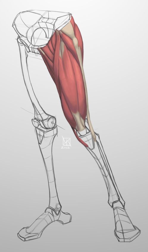 the image showcases a detailed anatomical study of a human leg, focusing on the muscular structure. it is a digital painting with a slightly low perspective, emphasizing the form and volume of the muscles. the leg is rendered in a semirealistic style with soft lighting, highlighting the intricate details of the musculature. a partially rendered skeletal structure provides an underlying framework, further enhancing the anatomical accuracy of the study.