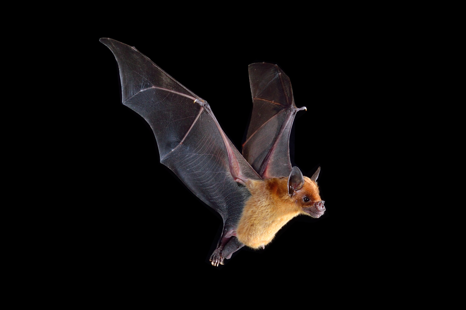 a closeup shot of a brown bat in flight against a black background. the bat's wings are fully extended, showcasing its intricate structure. its fur appears soft and reddishbrown. the image is sharply focused, highlighting the details of the bat's features and wings.