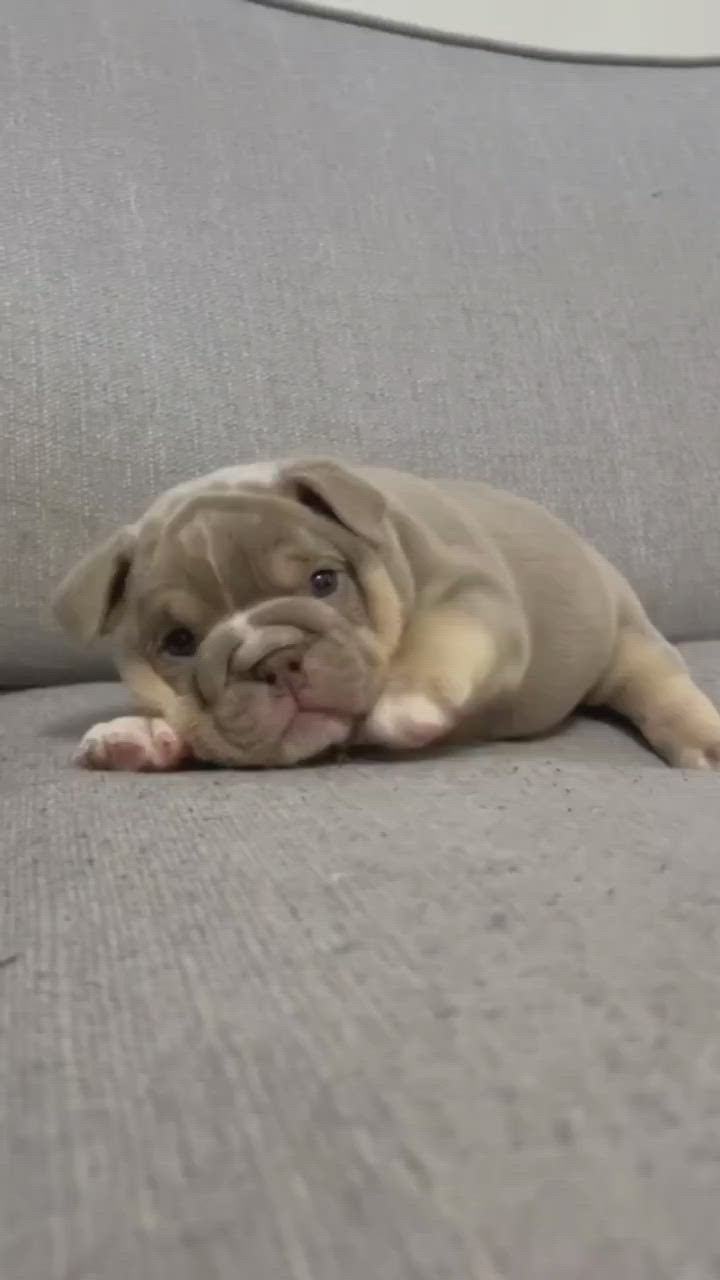 a cute brown and white bulldog puppy is lying down on a gray couch. the puppy is sleeping and its eyes are closed. it is a very adorable and cuddly puppy.