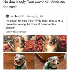 this is a funny meme about a coworker who called a dog "ugly." the meme has pictures of cute dogs with the caption, "no dog is