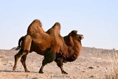 a lone brown bactrian camel is standing in a desert landscape, looking away from the camera. the camel has a hump on its back and is covered in thick, brown fur. the background is a blur of sand and dry vegetation.