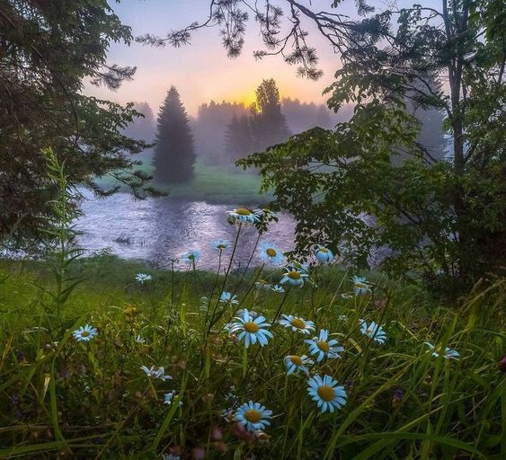 the image showcases a serene landscape during sunrise. the foreground is a vibrant meadow filled with white daisies. a gentle river curves through the middle ground, reflecting the soft golden light of the rising sun. a veil of mist clings to the lush green trees lining the riverbank, adding to the tranquil atmosphere.  in the background, towering trees fade into the soft, hazy light of dawn.