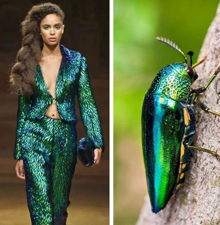 the image shows a comparison between a fashion model wearing a shiny green outfit and a jewel beetle. the model is wearing a twopiece outfit with a jacket and pants, made from a fabric that has a metallic, iridescent sheen. the beetle is also green and shiny, with a metallic appearance. the comparison highlights the similarity in color and texture between the outfit and the beetle.