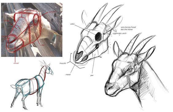 the image is a collection of anatomical sketches of a goat's head. a photograph of a goat's head is shown on the top left, with red lines highlighting its bone structure and key features like the eyes, muzzle, and cheekbones.  next to the photo are two detailed sketches of the goat's head from different angles, further illustrating its skull structure and musculature.  another sketch at the bottom left depicts the goat's full body, also using simplified lines to represent its anatomy. annotations like "very boney head like the horse" and "zygomatic arch" provide further insight into the artist's observations.