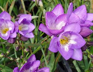 a closeup photo of multiple purple freesia flowers in bloom. there are green stems and leaves around the flowers.