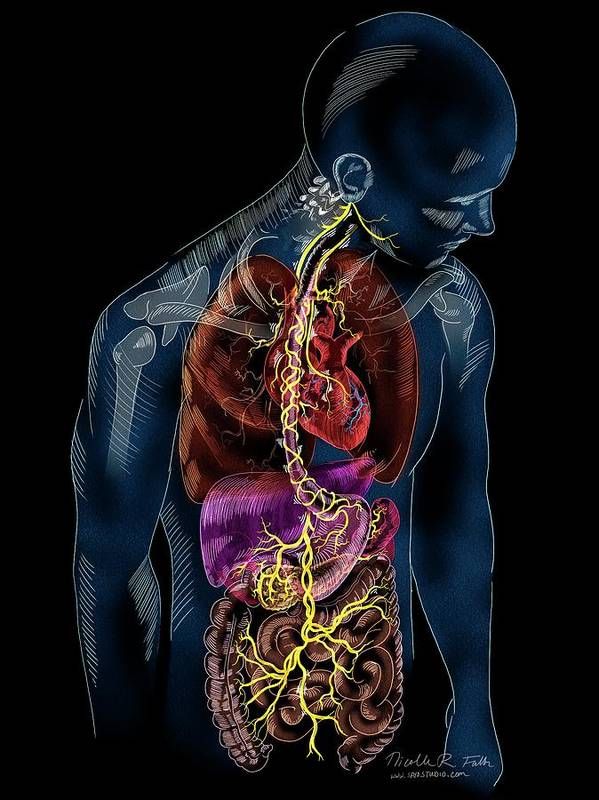 this is an anatomical illustration of a human body, showcasing the internal organs and the nervous system. the image highlights the complexity of the body's systems, including the digestive system and the nervous system. the illustration is detailed and colorful, providing a clear visual representation of the body's inner workings. the image could be used for educational purposes or for medical research.