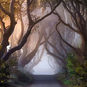 this image features a captivating tunnel of trees, their branches intertwining to form a natural archway. the trees are bathed in a soft, ethereal light, creating a sense of mystery and wonder. the path ahead is shrouded in fog, adding to the dreamy and atmospheric feel of the image. the colors are muted and soft, enhancing the sense of tranquility and peace. the image is a beautiful and evocative representation of the beauty and mystery of nature.