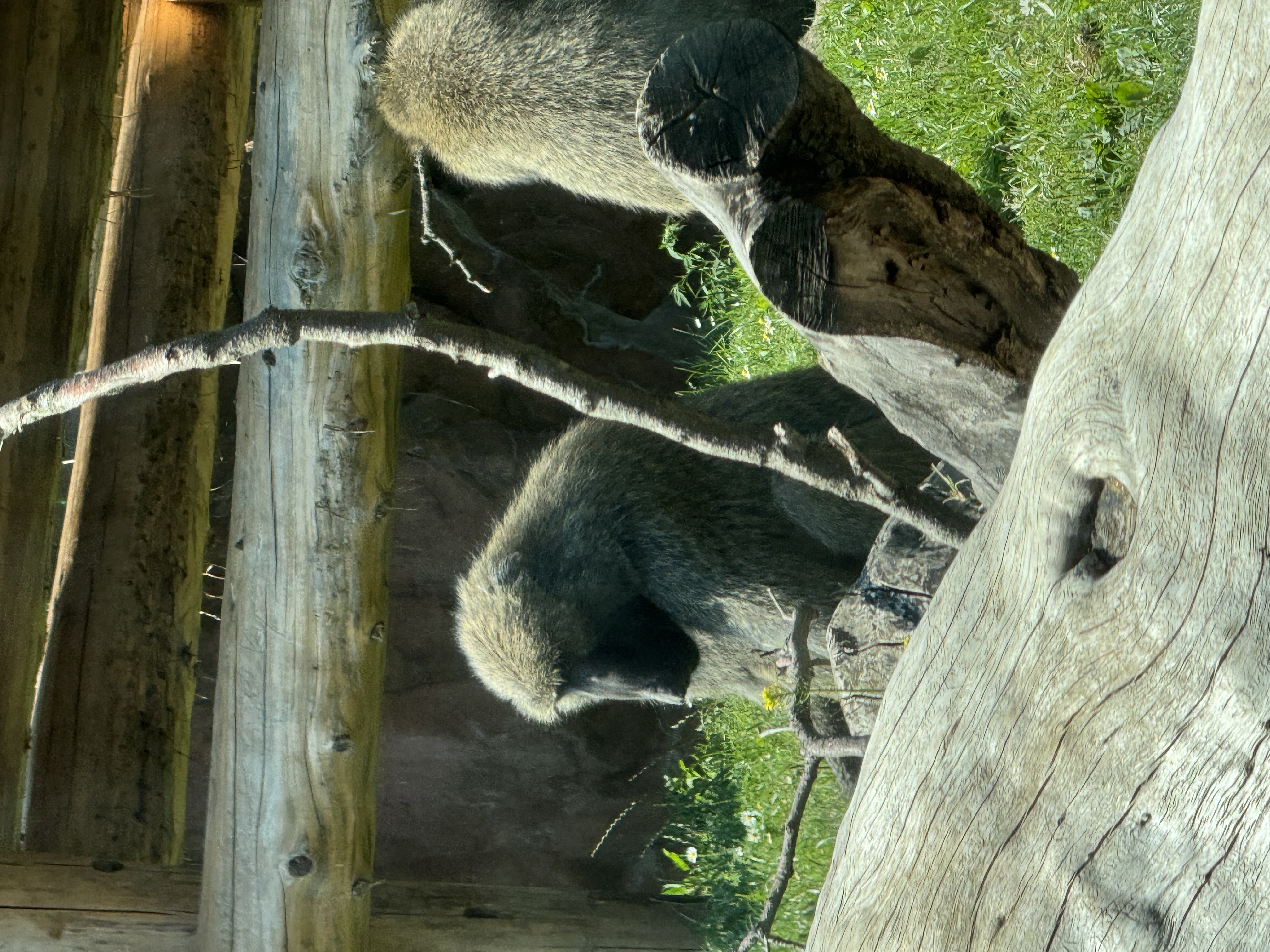 the image shows two baboons in a zoo enclosure. the baboons are sitting on the ground, surrounded by grass and wooden logs. the image is taken from an eyelevel perspective and the lighting is natural and sunny.