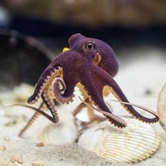 a closeup of a small octopus, likely a dwarf octopus, in a sandy environment, with the tentacle reaching into a white clam shell. the octopus's body is purplishbrown with white suction cups. it appears to be exploring its surroundings.