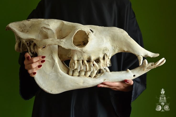 a woman wearing a dark outfit holds a large animal skull in her hands. the skull is very detailed and has sharp teeth.  it appears to be the skull of a large mammal. the woman is holding the skull in front of her with her arms outstretched.