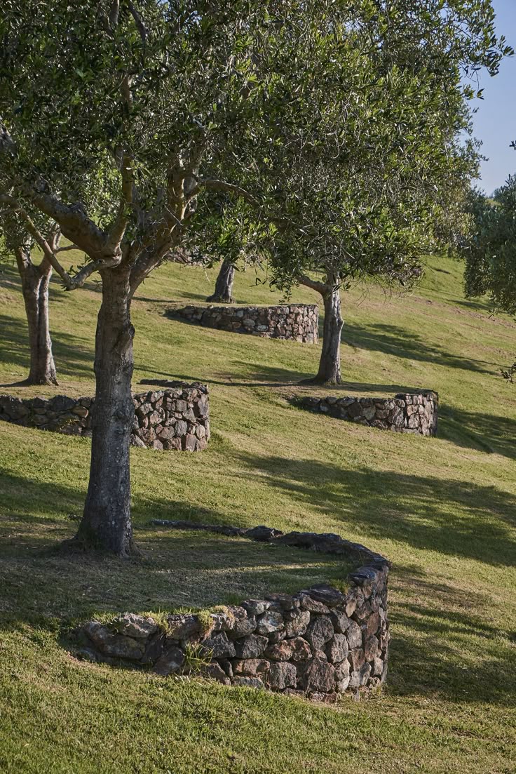 the image shows a landscape with trees on a grassy hillside, each surrounded by a curved stone wall. the trees are green and leafy, casting shadows on the grass. the stone walls are made of rough, dark stones. the overall scene is peaceful and natural.