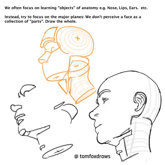this is a drawing tutorial about how to draw the human head. the tutorial instructs the viewer to focus on the major planes of the face, rather than the individual parts, to create a more realistic and threedimensional representation. it uses the side profile of a head to illustrate the concept and shows how the head can be visualized as a series of interconnected shapes. the tutorial also suggests to "draw the whole" to achieve a better representation of the head.