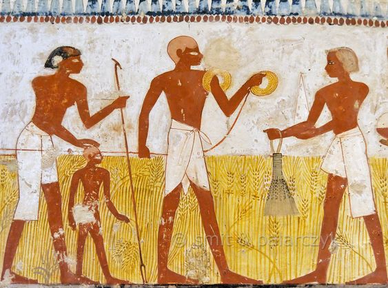 the image is an ancient egyptian tomb painting depicting a harvest scene. four adults are shown working in a field of wheat, with one adult holding a sickle and another holding a broom. a child is standing in the field watching the adults work. the people are painted in a reddishbrown color, while the wheat is a golden yellow. the background is white, with a border of colorful hieroglyphs. the style of the painting is typical of ancient egyptian art, with figures shown in profile and with exaggerated features.