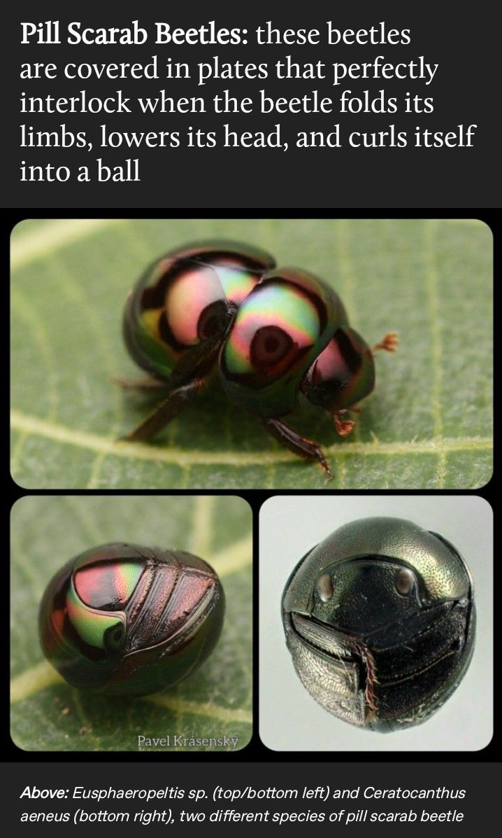 the image shows a collage about pill scarab beetles. the top portion of the image provides an introduction to the beetles and their unique defense mechanism where they curl into a ball. a large picture of a eusphaeropeltis sp. beetle is in the top center, with two smaller images below, one showing the eusphaeropeltis sp. beetle curled and the other showing the ceratocanthus aeneus beetle curled. the text at the bottom indicates the species names.