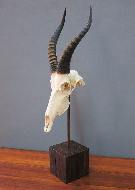 a saiga antelope skull with its signature large, bulbous nose and black, spiraled horns is mounted on a wooden base. the skull is positioned on a wooden base. the backdrop is a light gray wall. the skull is viewed from the side.