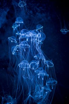 this image showcases a cluster of jellyfish in deep blue water. the jellyfish are illuminated and appear to glow, highlighting their translucent bodies and flowing tentacles. the scene captures the mysterious and bioluminescent nature of deepsea marine life.