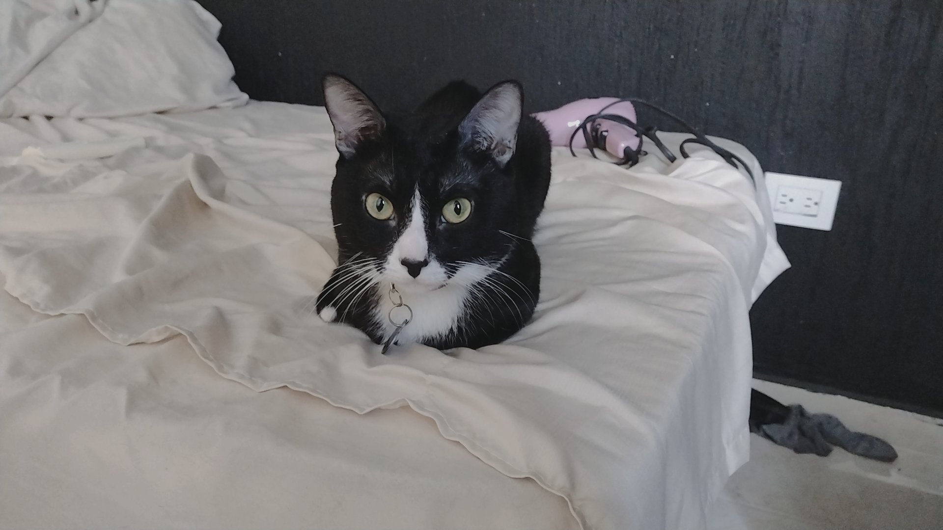 a black and white cat is lying on a white bed, looking at the camera. the cat is curled up in a cozy position, with its tail wrapped around its body. the cat is very relaxed and seems to be enjoying its nap. the bed is white and fluffy, and the cat's fur looks very soft. the cat's eyes are bright and alert, and it looks like it is about to pounce on something. the cat's whiskers are long and prominent, and its nose is pink.