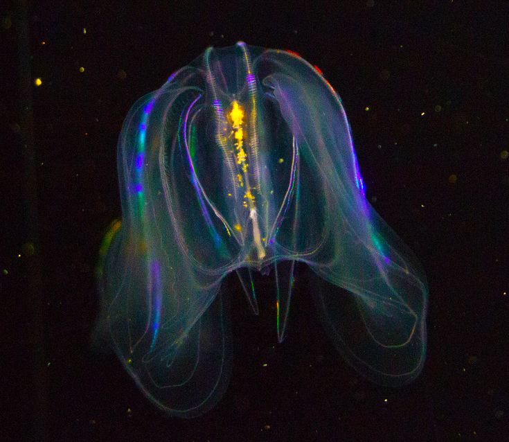 the image showcases a comb jelly (ctenophore), possibly a beroe cucumis,  in stunning detail.  the creature is translucent and exhibits vibrant iridescence, likely due to bioluminescence.  the background is a deep black, typical of a deepsea or nighttime underwater environment, allowing the comb jelly's glowing colors to stand out sharply. the photograph highlights the intricate structure of the comb jelly's body, showing the fine lines and delicate form of this gelatinous organism.  small particles of possibly plankton are visible in the dark background. the overall impression is one of beauty and wonder, showcasing the fascinating diversity of life in the ocean's depths.