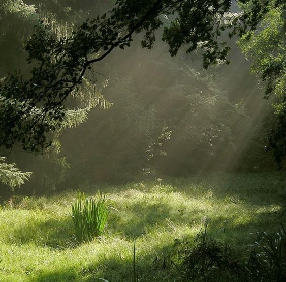 this image shows a clearing in a forest. sunlight is streaming through the trees and illuminating the clearing, creating a misty and ethereal effect. the light casts long shadows across the grassy ground, adding depth and dimension to the scene. the foliage is lush and green, suggesting a thriving and vibrant ecosystem. the overall impression is one of tranquility and natural beauty.