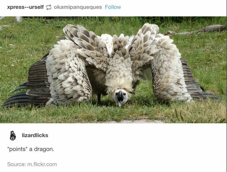 the image shows a bearded vulture (gypaetus barbatus) standing in grassland with its wings spread open. the vulture has lightcolored feathers on its body and darker feathers on its wings. a tumblr post featuring the image includes the username of the original poster, xpressurself and okamikepanqueques, the username of the reposter, lizardlicks, and the text "points a dragon." along with the source.