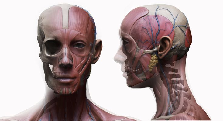 the image displays a 3d anatomical model of a human head and neck, showcasing the intricate details of the facial muscles, skull structure, and vascular system. the model is presented from both a front and side view, providing a comprehensive understanding of the head's anatomical composition.