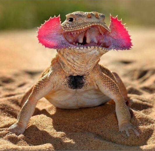 a desert lizard with its mouth open and pink frills around its head, showing its teeth, sits in the sand. the lizard looks like it is yelling or shouting.