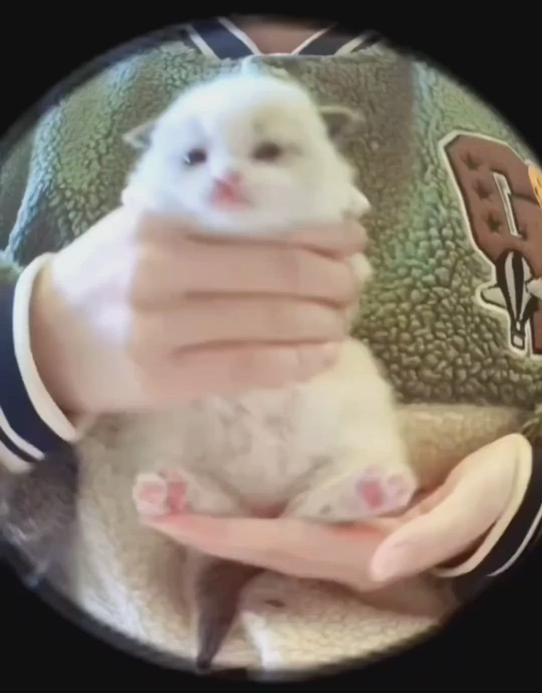 a person is holding a small, white kitten with pink paws. the kitten is being held in the person's hands and the person is wearing a green and black jacket. the photo is taken with a fisheye lens.
