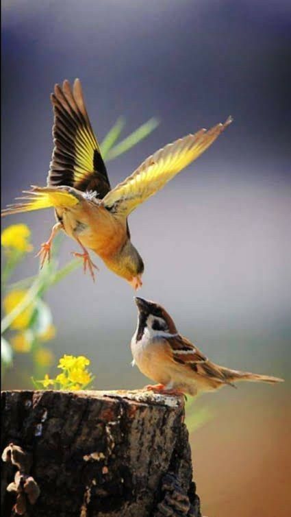 a yellow bird with black wings is in midflight, its head tilted down as it looks at a small brown sparrow perched on a tree trunk. both birds have their beaks open, as if about to touch, and the yellow bird is in the process of landing on the tree trunk. the background is out of focus and a blur of green and brown colors.