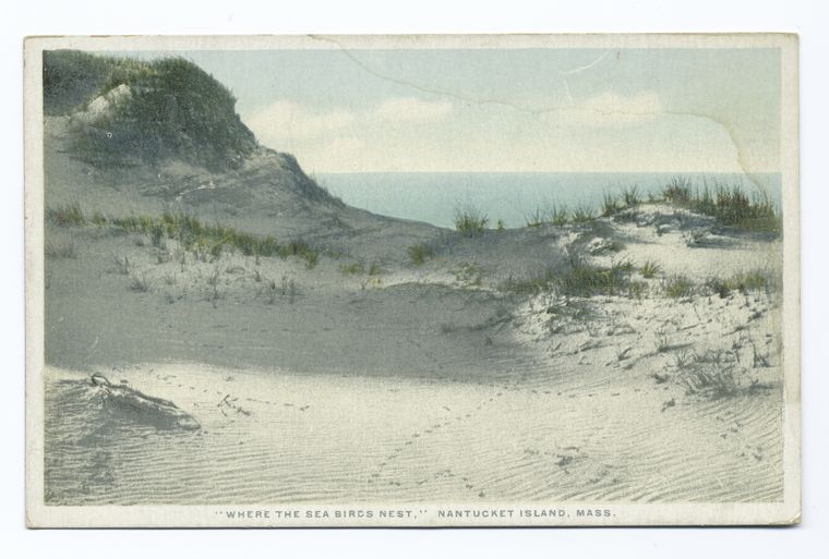 an old postcard shows a landscape of sand dunes on nantucket island, massachusetts. patches of seagrass grow on the dunes. in the distance, the ocean meets a pale sky. bird tracks are visible in the sand. the bottom of the card reads, ""where the sea birds nest," nantucket island, mass."